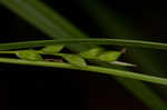 Ravine sedge